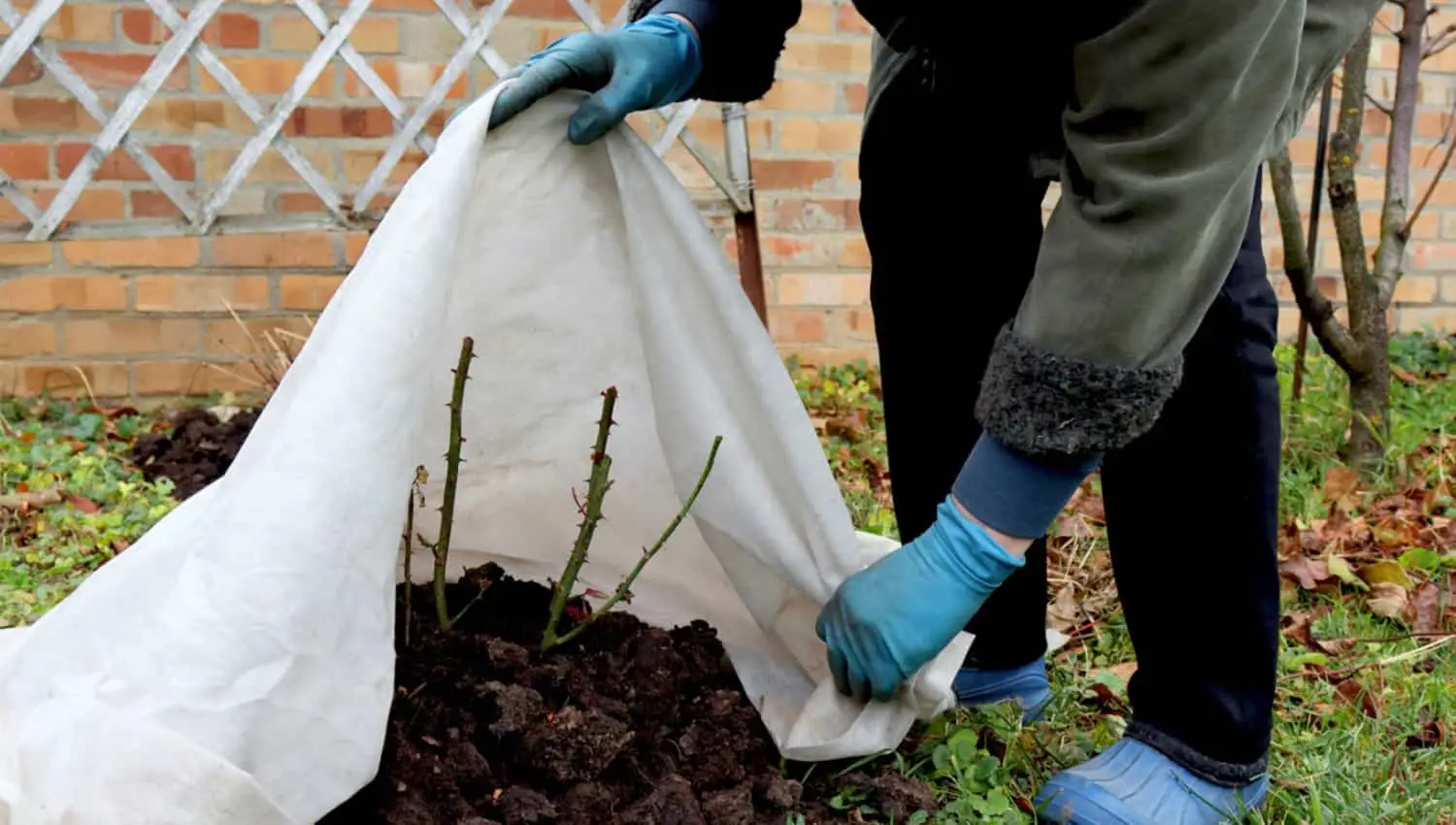 Il momento ideale per coprire le piante: ecco la data da non mancare