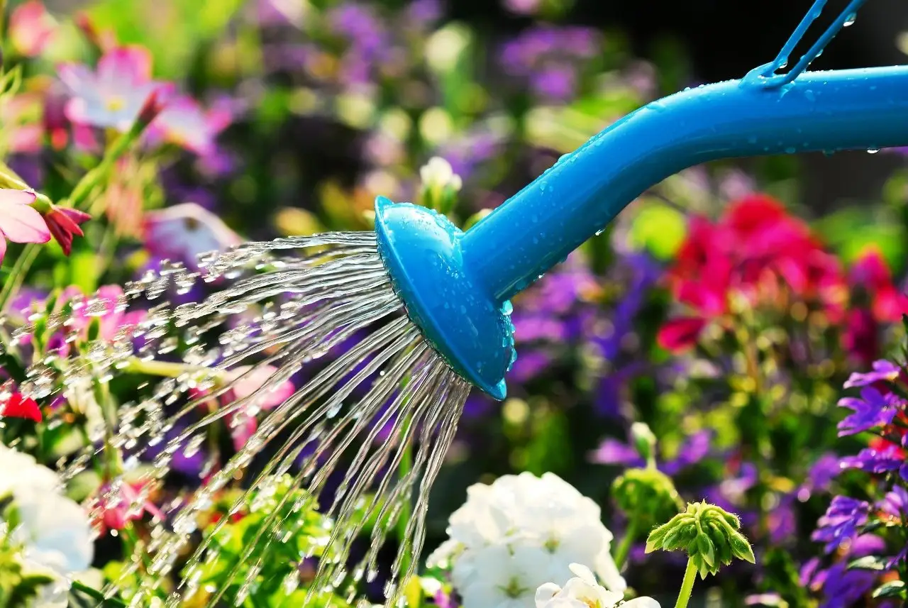 Quanta acqua serve davvero alle tue piante: ecco la risposta dei giardinieri