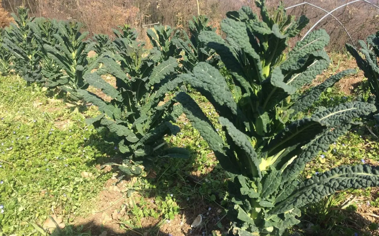 Come eliminare i parassiti dei cavoli: il metodo della rotazione delle colture