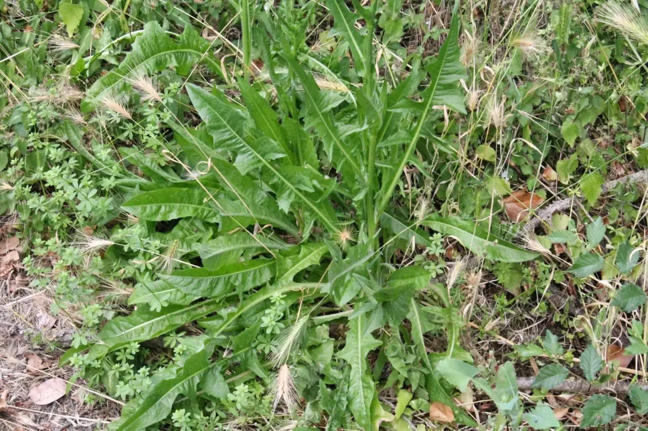 Come togliere le erbacce dal vialetto senza spendere soldi?