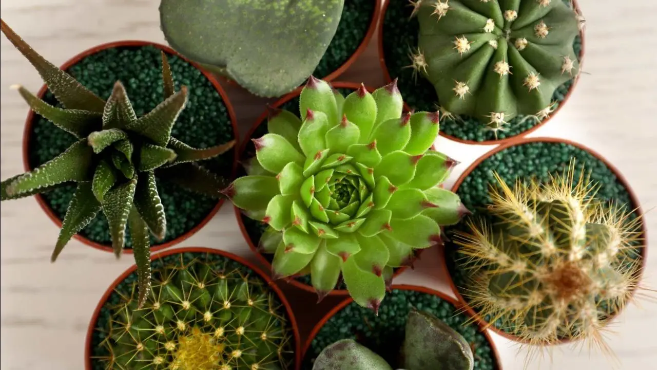 Scopri la pianta grassa che in casa porta fortuna e allontana gli insetti