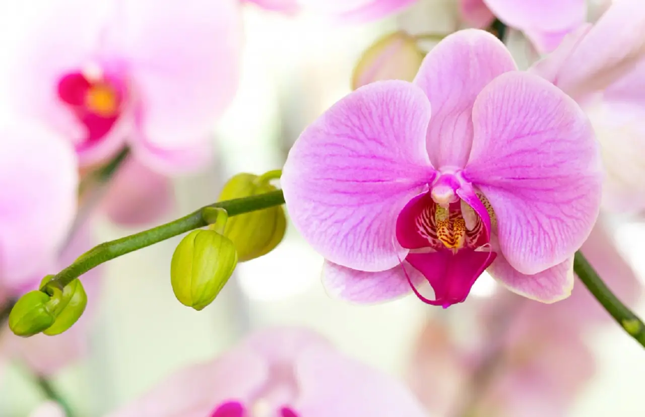 Il segreto per orchidee sempre fiorite in estate: come bagnarle quando sei in vacanza