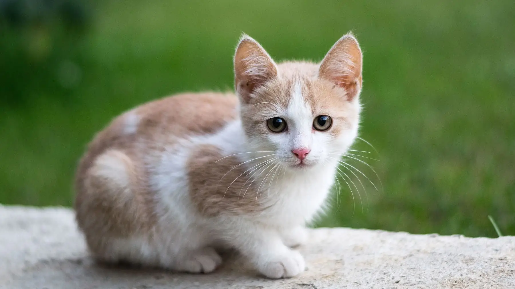 Quanti metri quadri servono per ospitare un gatto? Ecco la risposta