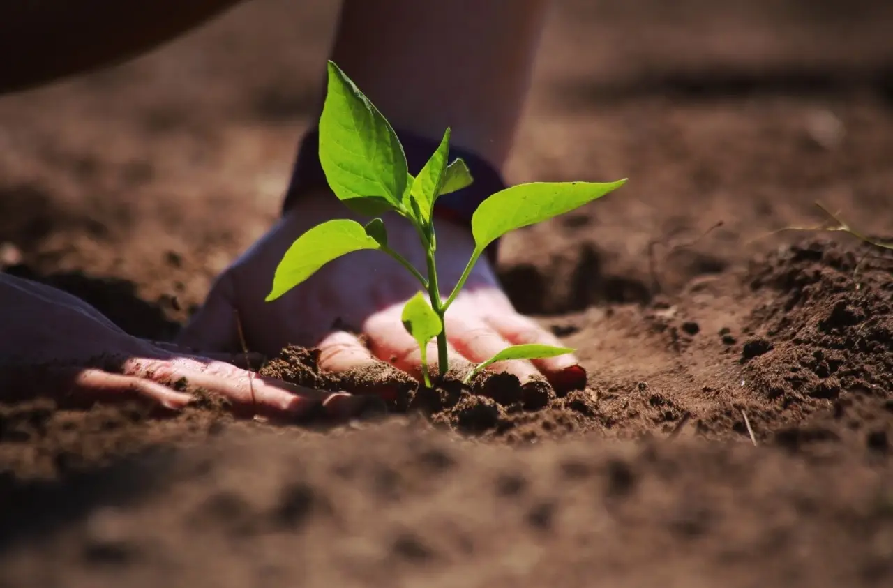 Ecco la pianta considerata la più utile del mondo: dovresti averla assolutamente