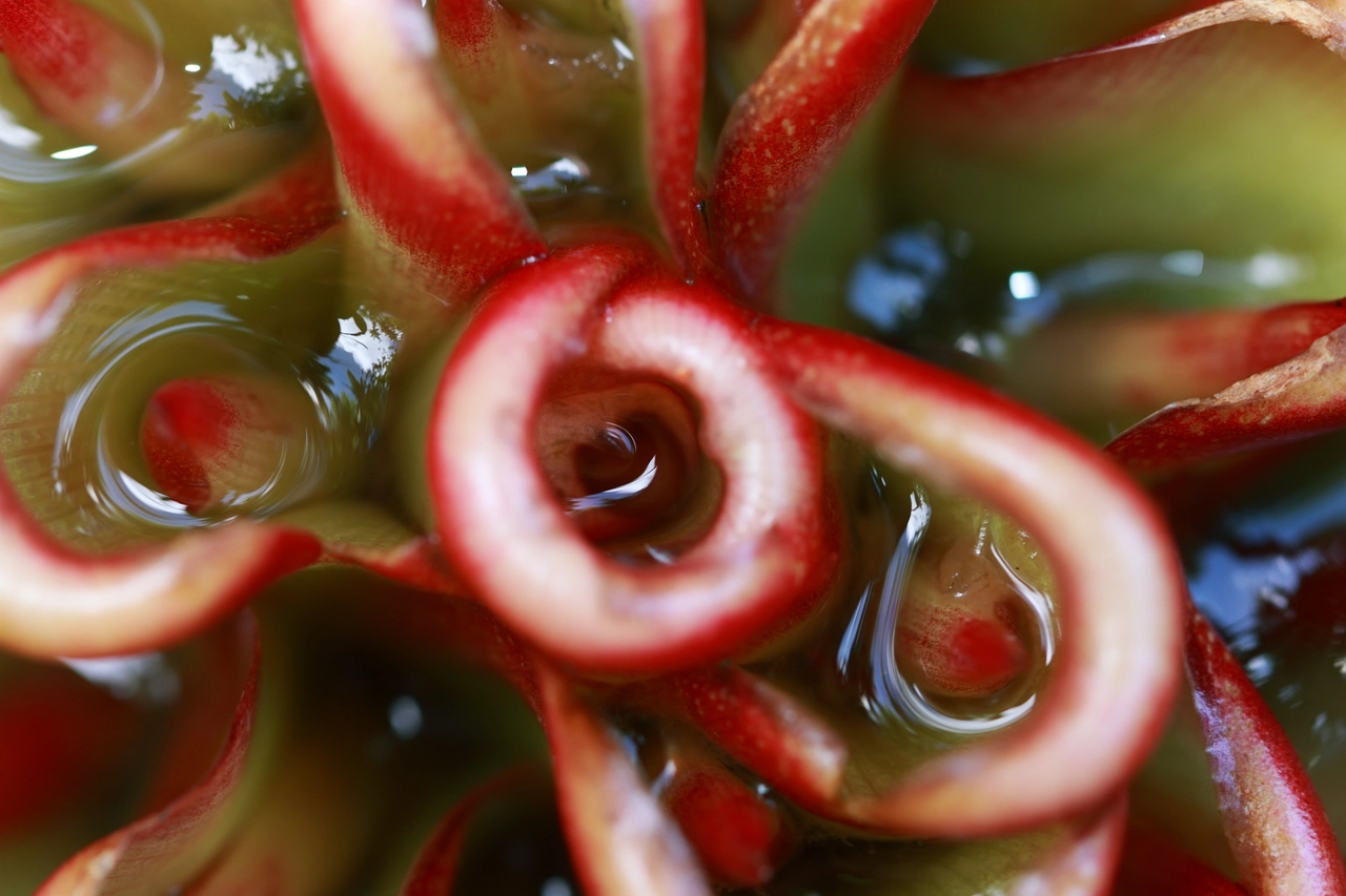 Il fiore più strano del mondo: sembra un oggetto alieno e ha un odore tremendo