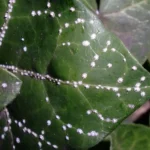 Afidi sulle piante da un giorno all’altro? Ecco il modo sorprendente in cui arrivano nel tuo giardino