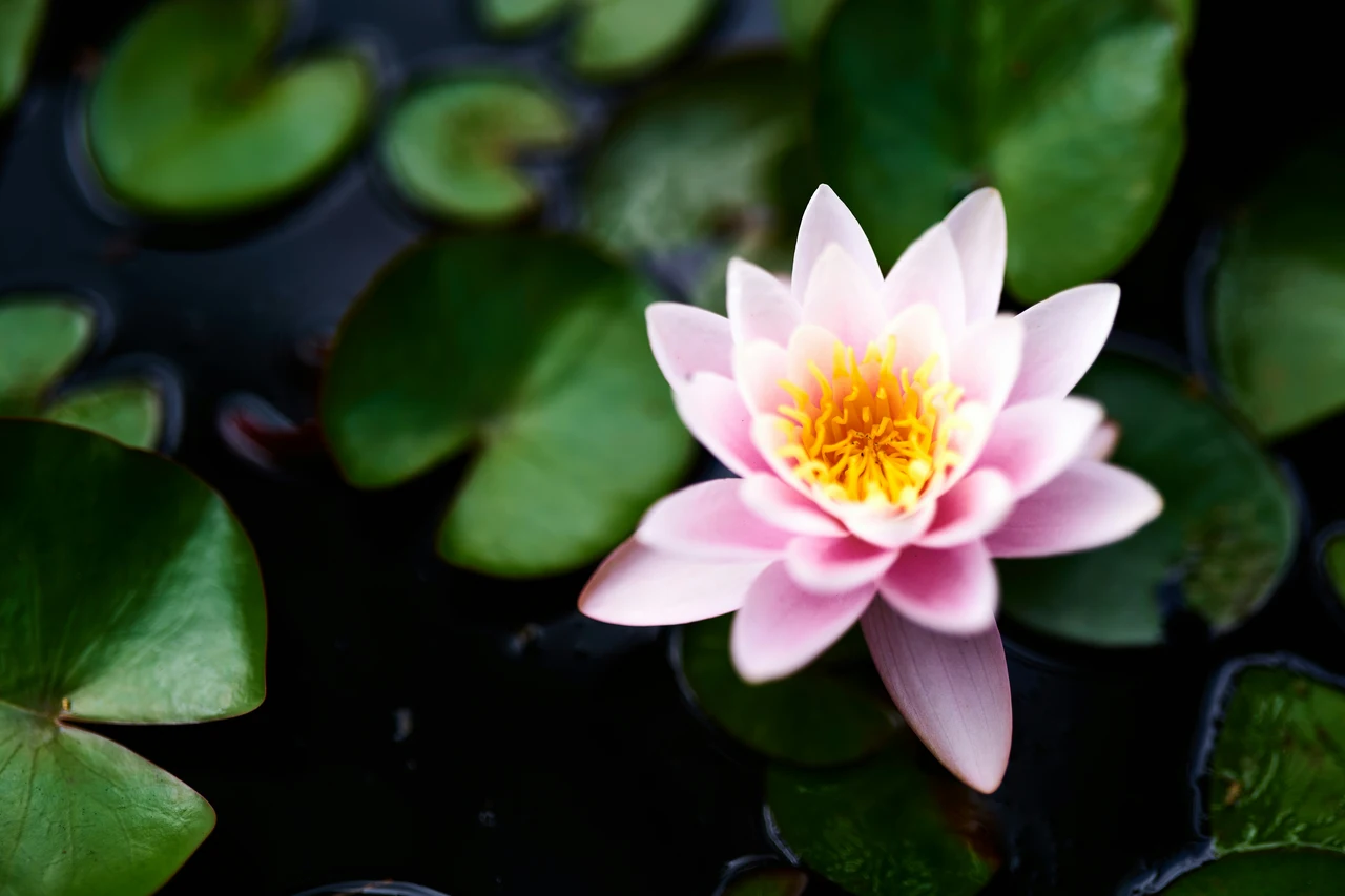 Non piantare questo fiore: ecco perché sboccia solo in questo mese